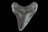 Juvenile Megalodon Tooth - Georgia #75437-1